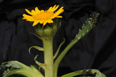 Senecio breviscapus