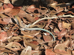 Pholidoscelis auberi