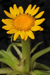 Senecio breviscapus
