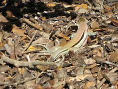 Pholidoscelis auberi