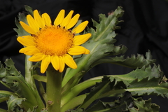Senecio breviscapus