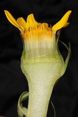 Senecio breviscapus