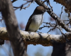 Myiarchus cinerascens