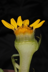 Senecio breviscapus
