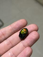 Protaetia cuprea ignicollis