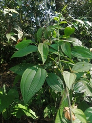 Miconia aeruginosa