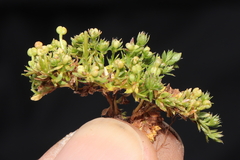 Galium pumilio