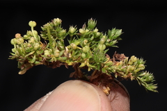 Galium pumilio