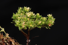 Galium pumilio