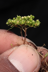 Galium pumilio