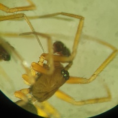 Agyneta simplicitarsis