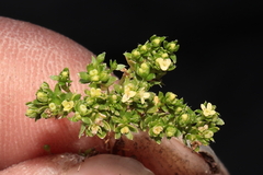 Galium pumilio