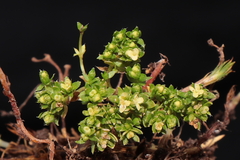 Galium pumilio