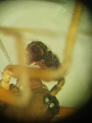 Agyneta simplicitarsis