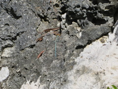 Pholidoscelis auberi