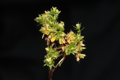 Galium pumilio