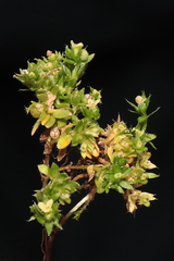 Galium pumilio