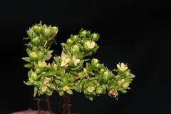 Galium pumilio
