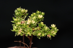 Galium pumilio