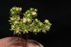 Galium pumilio