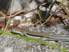 Pholidoscelis auberi