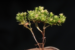 Galium pumilio