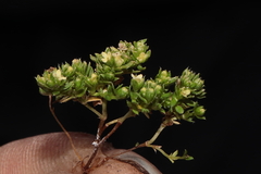 Galium pumilio
