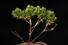 Galium pumilio