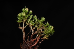 Galium pumilio