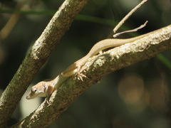 Anolis cristatellus