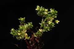 Galium pumilio