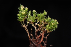 Galium pumilio