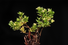 Galium pumilio