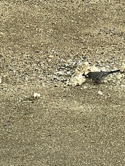 Setophaga coronata