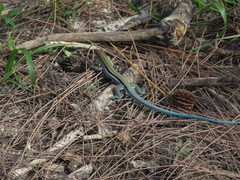 Pholidoscelis auberi