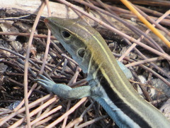 Pholidoscelis auberi