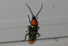 Chauliognathus tricolor