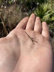 Achurum carinatum
