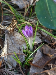 Crocus tommasinianus