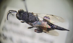 Phasgonophora sulcata