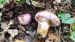 Phlegmacium balteatocumatile