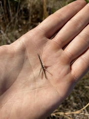 Achurum carinatum