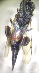 Phasgonophora sulcata