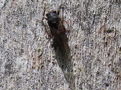 Birrima castanea