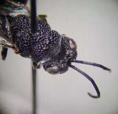 Phasgonophora sulcata