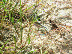 Pholidoscelis auberi