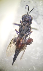 Phasgonophora sulcata