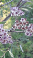 Tessaria integrifolia