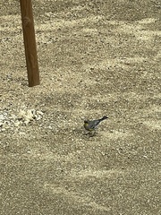 Setophaga coronata