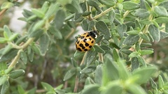 Harmonia axyridis